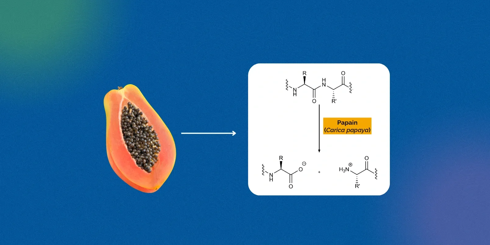 Papaya enzyme structure and nutritional composition diagram