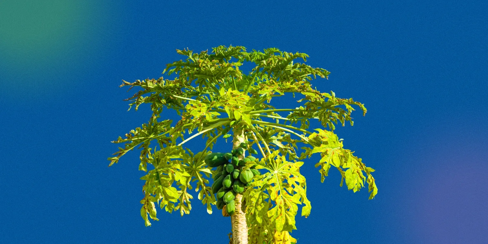 Papaya tree plantation showing fruit cultivation process