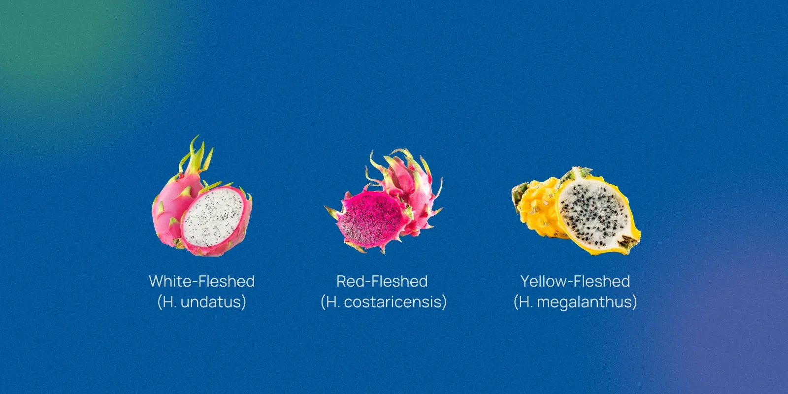 Different varieties of dragon fruit with price tags
