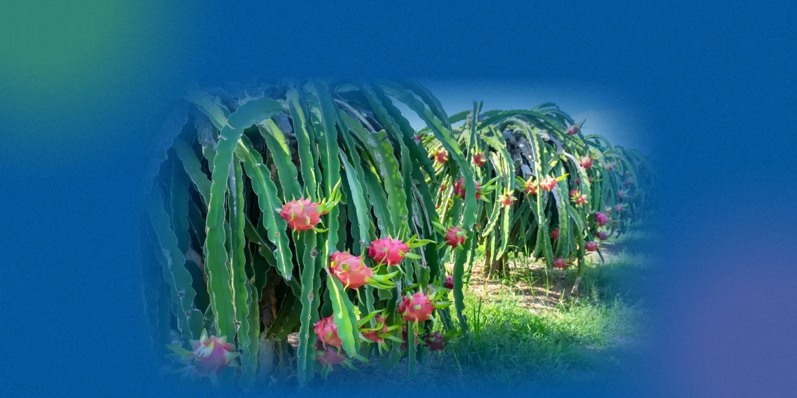 Dragon fruit plantation showing cultivation process